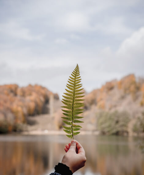 Início 4 leaf 1
